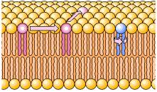 transmembrana Acido grasso Doppio strato Lipidico 5-8 nm Proteina