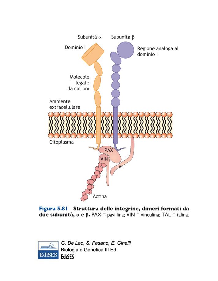 Le integrine collegano le cellule alla matrice