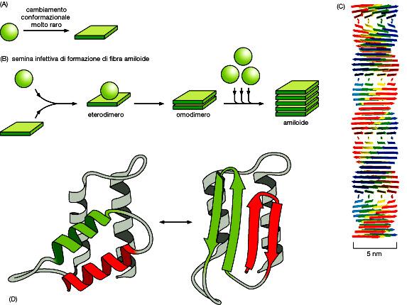 Le proteine ripiegate in modo anormalo possono aggregarsi causando malattie umane distruttive.