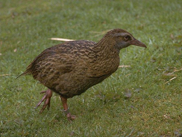 WEKA: the bird