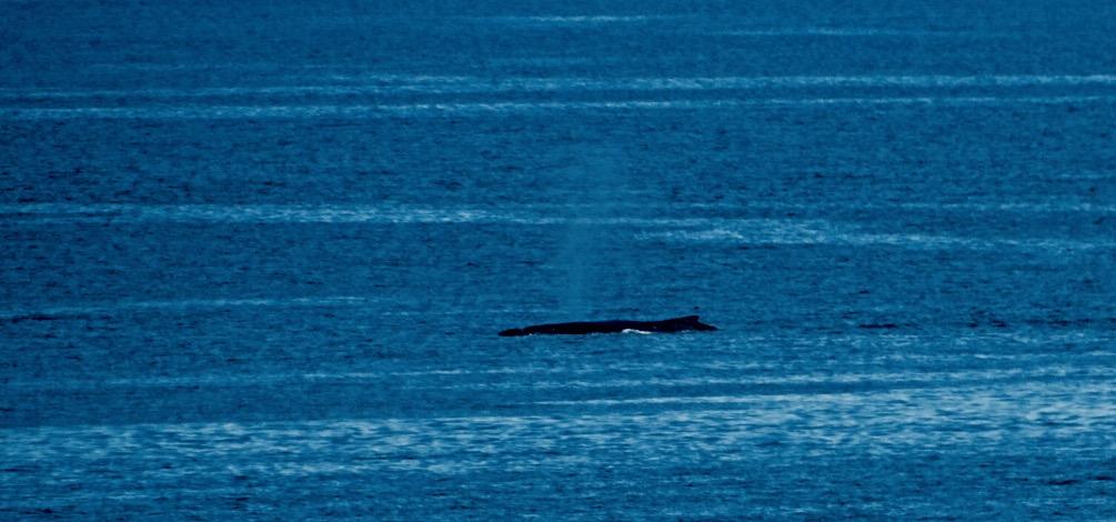 dalla plancia ci avvertono che sono state avvistate due balene azzurre dirette a sud. Ci vengono incontro nel Canal de Moraleda che immette nel Golfo de Corcovado, dove siamo diretti.