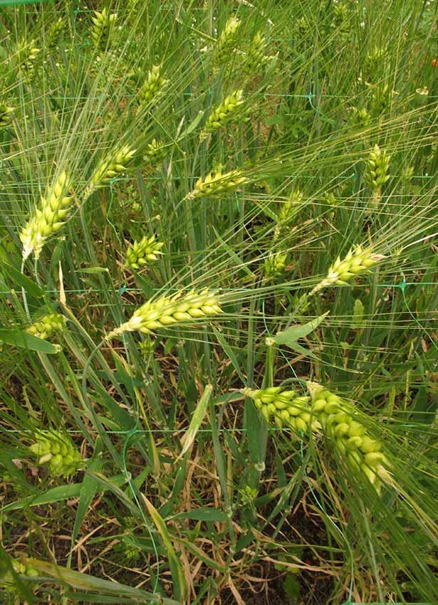 Hordeum