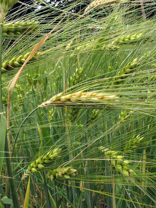 Hordeum