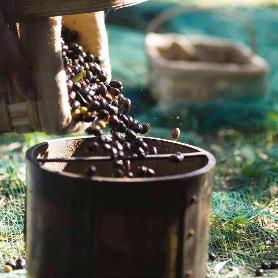 Sano e genuino, simbolo di pace e abbondanza, alleato del benessere e della bellezza, l olio extra vergine di oliva deve queste caratteristiche a metodi di lavorazione semplici, che rimangono