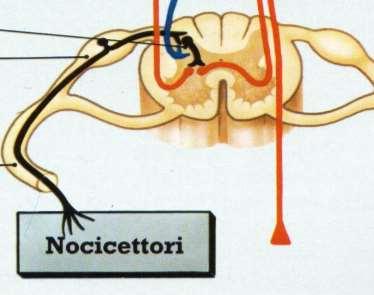 NEUROFISIOLOGIA GLI STIMOLI NOCICETTIVI SONO INVIATI AL MIDOLLO SPINALE