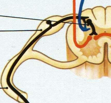 CORNO POSTERIORE DEL MIDOLLO INTERNEURONE INIBITORIO L inibizione avviene