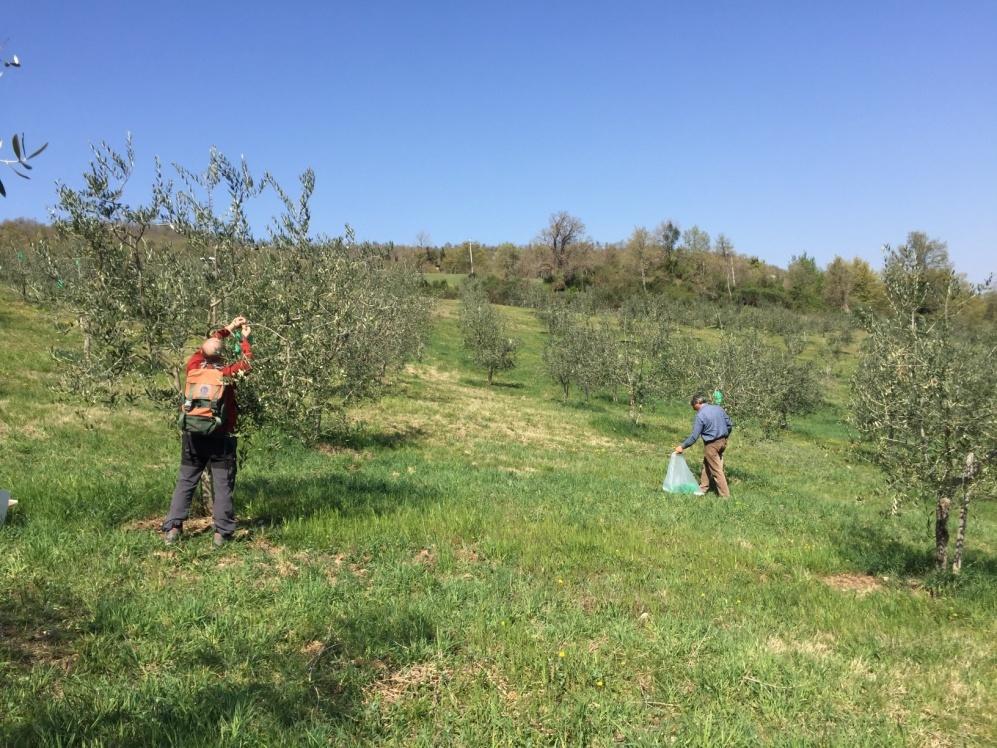 oliva di qualità certificata D.O.P.