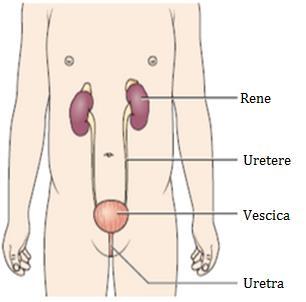 La Glomerulopatia da depositi C3 1 La Glomerulopatia da depositi C3 La glomerulopatia da depositi di C3 è una glomerulonefrite, ovvero una condizione infiammatoria dei reni che interessa in