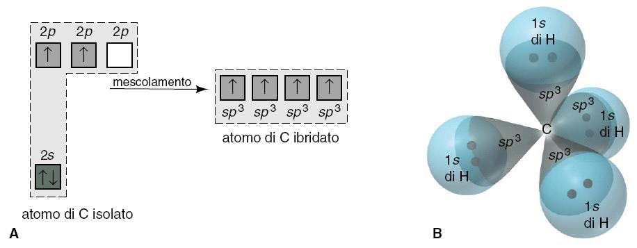 A. L orbitale 2s e i tre orbitali 2p di C si mescolano per formare quattro orbitali ibridi sp 3. I quattro elettroni di valenza dell atomo di carbonio riempiono a metà gli orbitali ibridi sp 3. B.
