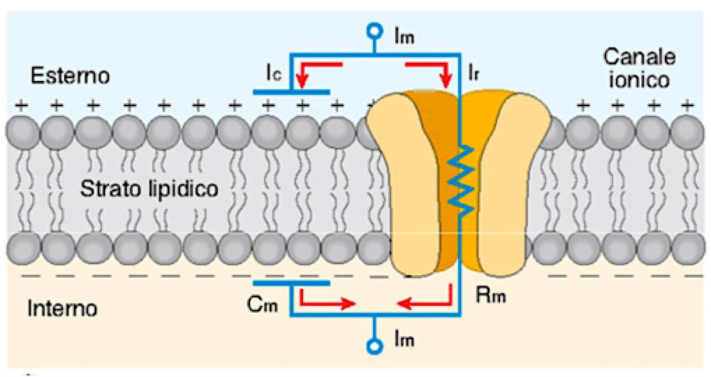 Ancora sulla membrana cellulare I fospolipidi che cos5uiscono la membrana cellulare sono impermeabili a qualsiasi ione carico.
