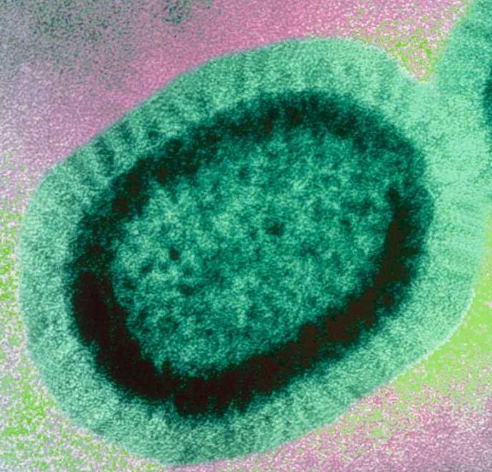 La famiglia degli Orthomyxovirius La famiglia degli Orthomyxovirius virus influenzali - 3 generi: A, B e C : 3 NON HANNO CARATTERI ANTIGENICI IN COMUNE Sono virus molto fragili e sensibili: - al