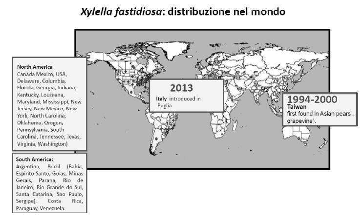 Le malattie causate da X. fastidiosa allo stato attuale sono limitate alle Americhe, Taiwan e, recentemente, Europa (Italia e Francia).