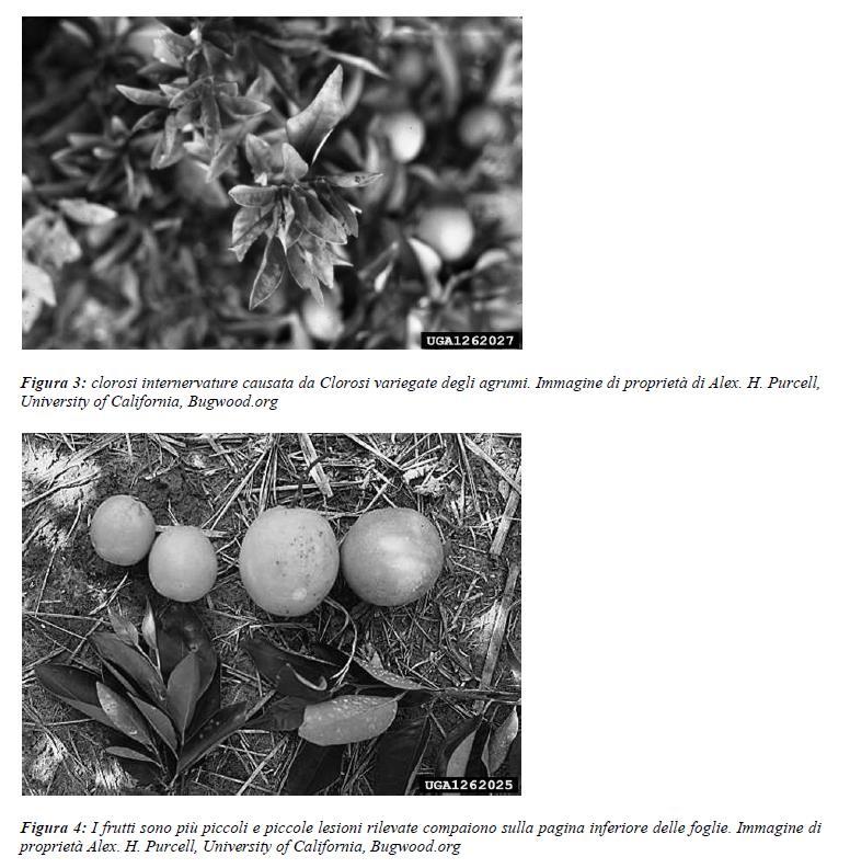 2. 3.3 Clorosi variegata degli Agrumi I sintomi tipici su piante fino a 10 anni di età sono una clorosi fogliare che somiglia ad una carenza di zinco con aree clorotiche tra le nervature (Figura 6);