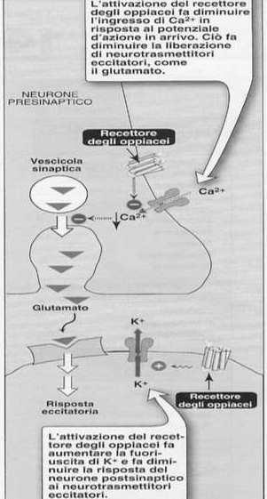 I recettori per gli oppioidi sono sia in sede presinaptica che postsinaptica AGONISTI ANALGESICI OPPIODI AGONISTI PARZIALI Morfina