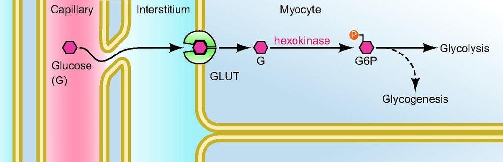 GLICOLISI VIA PENTOSO FOSFATI GLICOGENO-SINTESI Appena il glucosio entra nel citosol, viene fosforilato in posizione 6, in modo da impedirne l uscita.