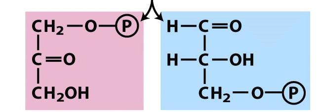 4 a reazione OH CH 2 OPO 3 2-1 ALDOLASI Fruttosio 1,6-bisfosfato