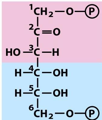 dagli atomi di carbonio 1, 2 e 3 del glucosio Diidrossiacetone fosfato