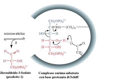Meccanismo di reazione dell ALDOLASI Si formerà duna base di Shiff Scissione aldolica H 2 O Gliceraldeide 3-fosfato Base