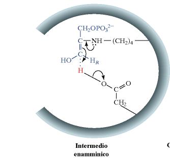 Diidrossiacetone fosfato Intermedio enamminico Idrolisi Tautomerizzazione e protonazione del C3 D. Voet, J.G.