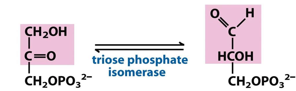 5 a reazione: Delle 2 molecole prodotte dalla scissione del fruttosio 1,6-bisfosfato solo la gliceraldeide 3-P è il substrato della successiva reazione della glicolisi, perciò il