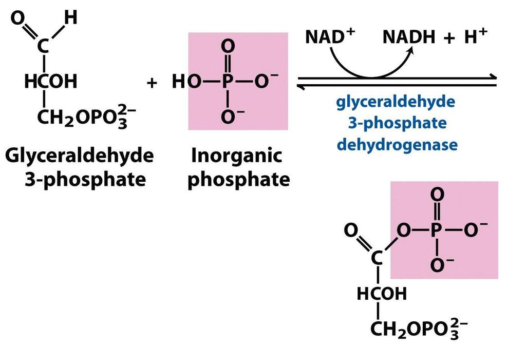 6 a reazione Il NADH prodotto in questa reazione DOVRA essere ri-ossidato affinché la glicolisi non si fermi (2 x) (2 x) Gliceraldeide 3-fosfato Fosfato inorganico Gliceraldeide 3-fosfato