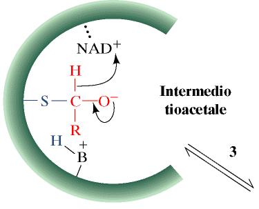 tioacetale Il NAD + strappa uno ione idruro :H dal