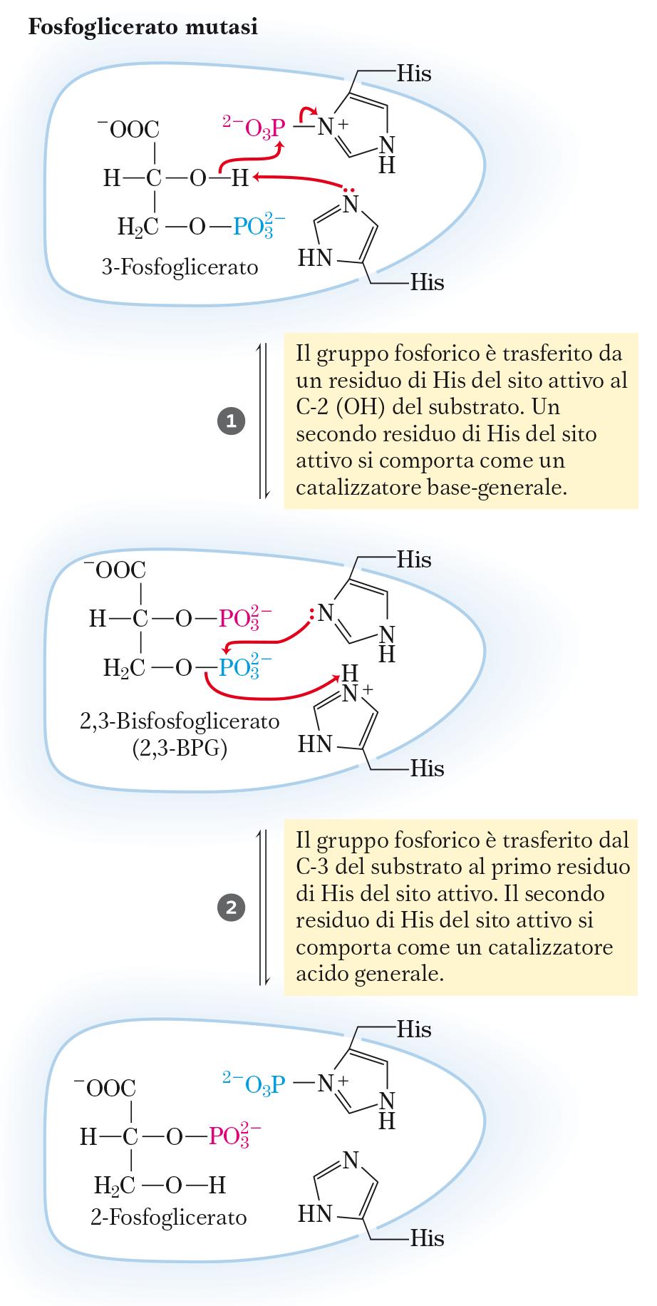 8 a reazione X 2 Fosfoglicerato mutasi X 2 3-fosfoglicerato 2-fosfoglicerato Interconversione prossima all