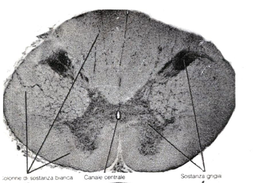 CONFORMAZIONE/STRUTTURA INTERNA del SN -> disomogenea I neuroni a livello del tessuto nervoso si organizzano a dare Aree chiare ->