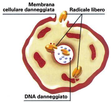 ALIMENTAZIONE E CANCRO Fattori anticancerogeni In alimentazione esistono molte sostanze capaci di determinare un azione protettiva nei confronti della