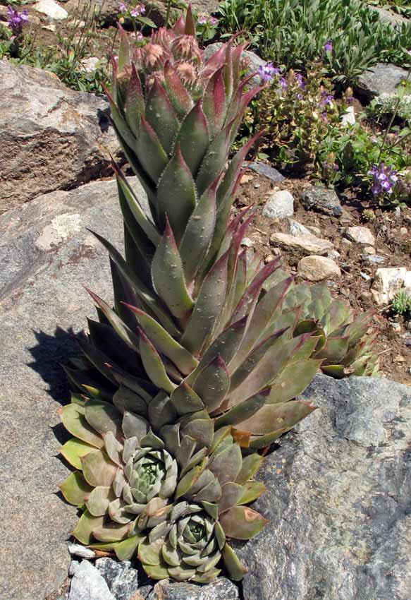 Sempervivum Tectorum