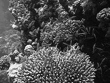 sbiancamento dei coralli Marshall P. & H.