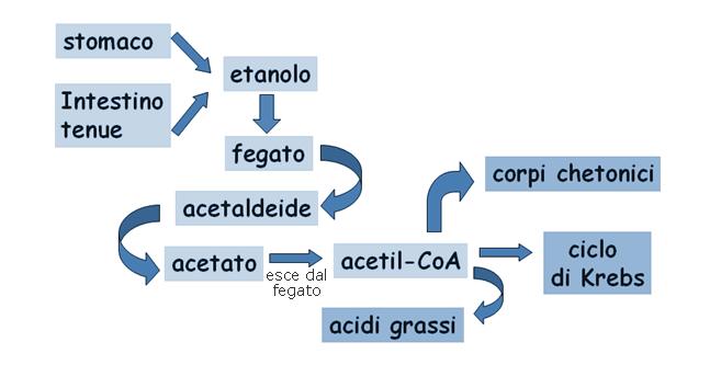 ASSORBIMENTO L'etanolo viene assorbito per diffusione