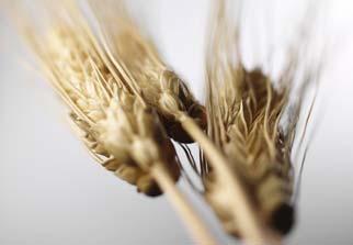 Buckwheat Wax Palmitoyl Wheat