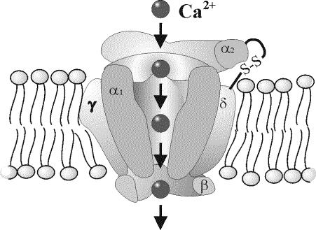 Calcio-antagonisti Calcio-antagonisti (azione farmacologica) BLOCCO dei CANALI del CALCIO a livello cardiaco e vasale bloccano l entrata degli ioni calcio nelle cellule durante la fase della