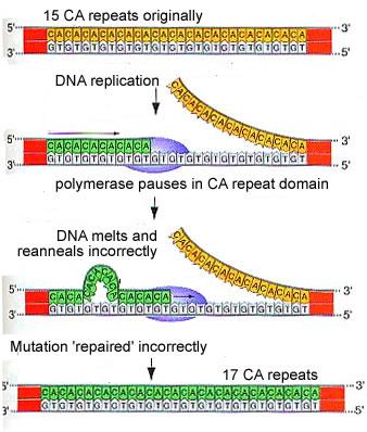 DNA nucleare. Microsatelliti.