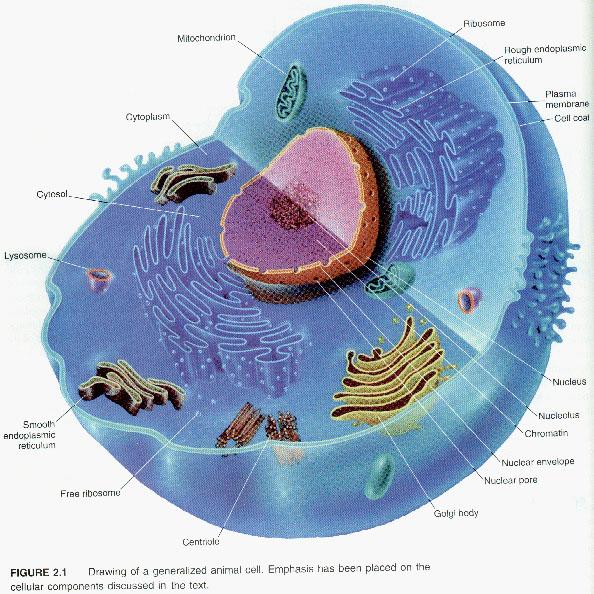 Marcatori mitocondriali Sono stati tra i primi ad essere utilizzati in filogenesi moleolare e