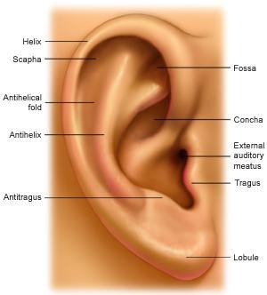 14 Figura 1.4: Anatomia dell orecchio esterno. lobulo (lobule) la parte inferiore della pinna.
