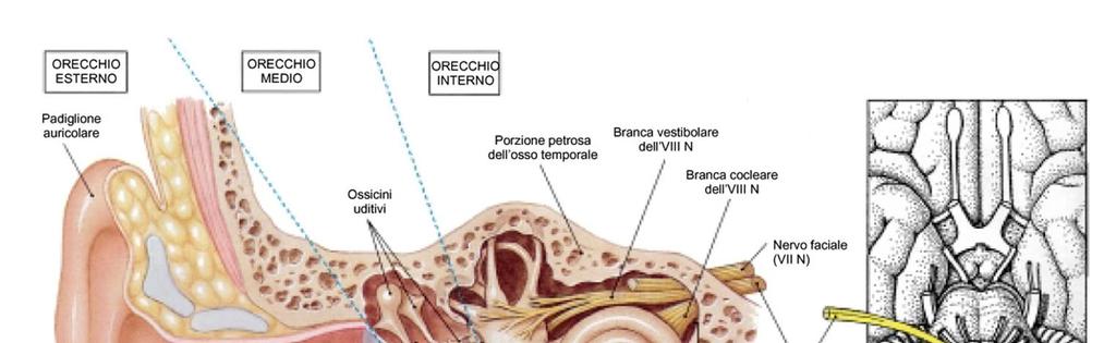 Padiglione auricolare Orecchio esterno: Meato (canale) acustico esterno Funzione orecchio esterno: raccogliere, amplificare e