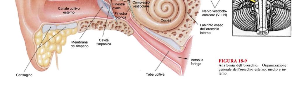 dell udito Tuba uditiva (di Eustachio), Celle mastoidee Funzione orecchio medio: trasformare le vibrazioni della membrana del