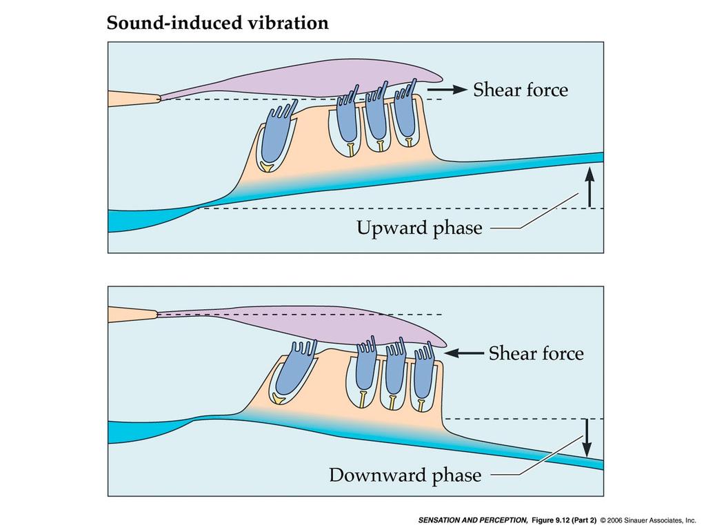 le stereocilia