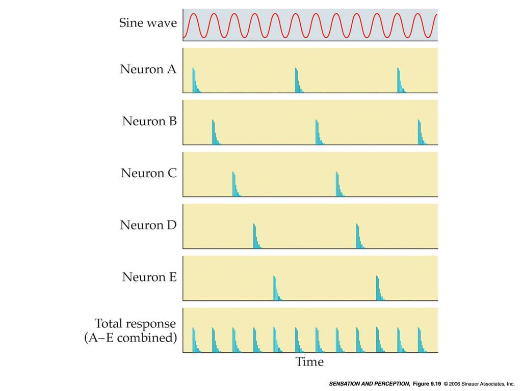 //orecchio interno: codifica temporale Codifica temporale (temporal coding): Sound stimulus Pressure (a) Auditory nerve firing Neural response (b) Single fibers Many fibers locking di fase 500 fibre