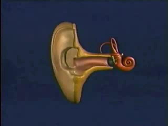 //orecchio interno:coclea I tre canali della coclea Canale timpanico Canale vestibolare Canale di mezzo I tre canali sono separati da membrane: la membrana di Reissner e quella basilare Svolge la