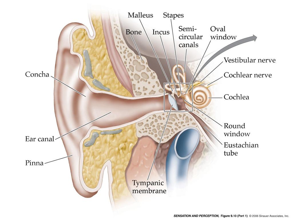 Orecchio interno trasduce i suoni (converte energia meccanica in risposte neurali) Orecchio esterno raccoglie e trasforma i suoni Orecchio medio amplifica i suoni //orecchio medio Consiste di tre
