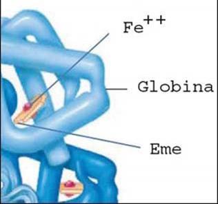 za improvvisa e di durata variabile, dovute all occlusione dei piccoli vasi causate dall aggregazione dei globuli rossi malati che ostacolano il passaggio del sangue.