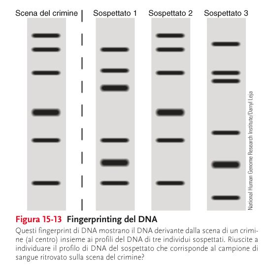 Il DNA fingerprinting presenta numerose applicazioni Le brevi ripetizioni in tandem (Short tandem repeats, STR) sono marcatori molecolari costituiti da brevi sequenze di DNA ripetuto ( 200