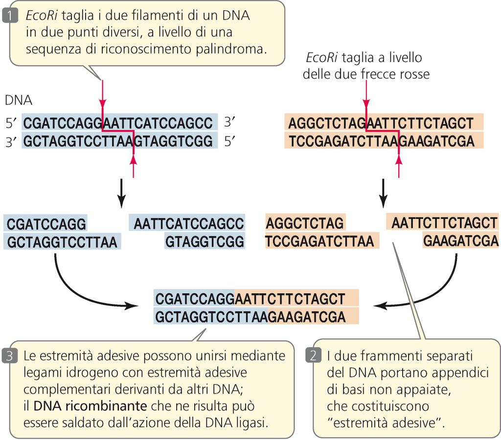 Taglio del DNA con