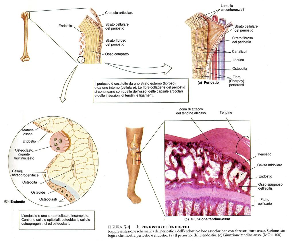 Periostio e Endostio Il tessuto osseo è separato dagli altri tessuti da un periostio fibroso;