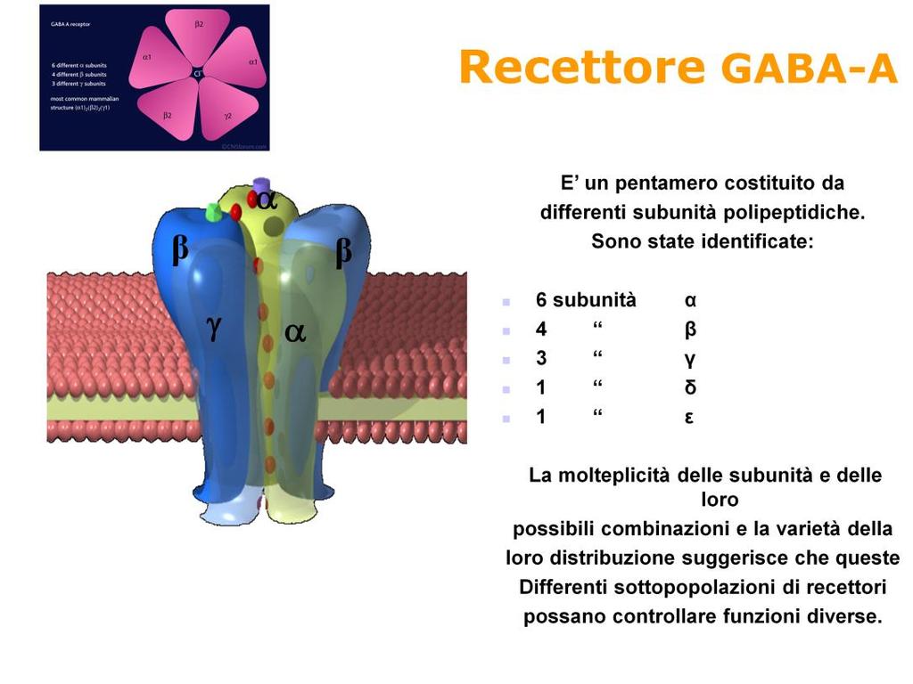 FARMACODINAMICA DELLE BDZ Le tecniche di clonaggio molecolare dimostrano che il recettore GABA A è un pentamero costituito da almeno tre delle seguenti subunità glicoproteiche (α,β,γ,δ,ε).