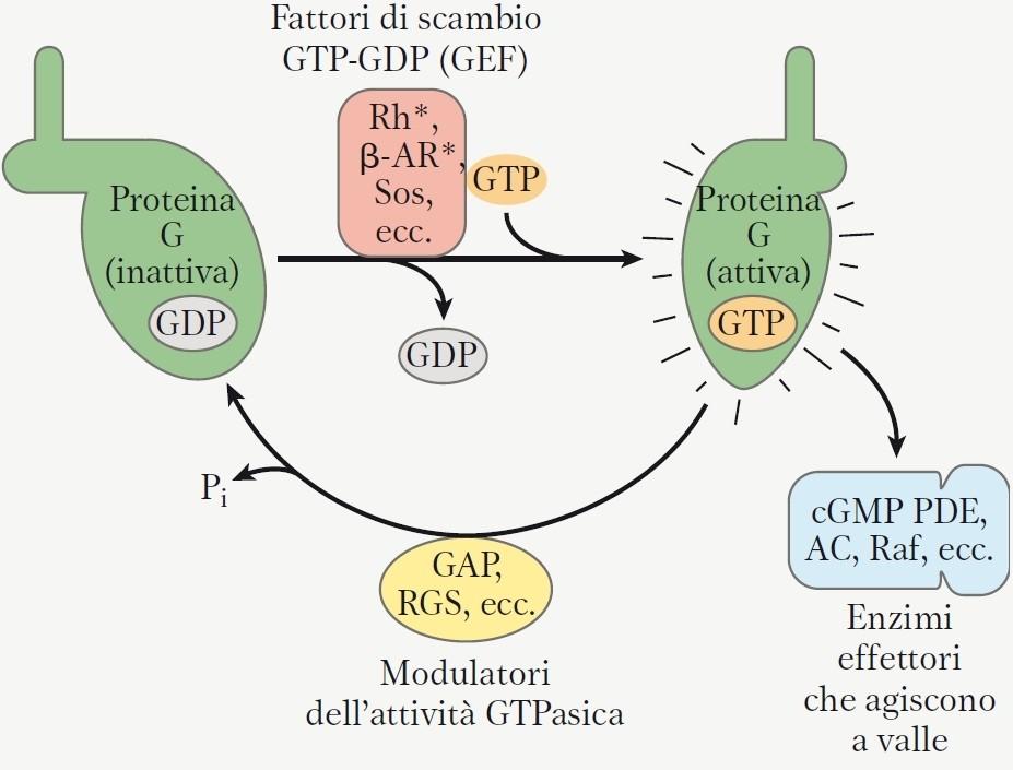 Diverse proteine regolano l attività delle proteine G L attività GTPasica delle proteine G (sia trimeriche che monomeriche) è aumentata dall interazione con dei modulatori dell attività GTPasica: