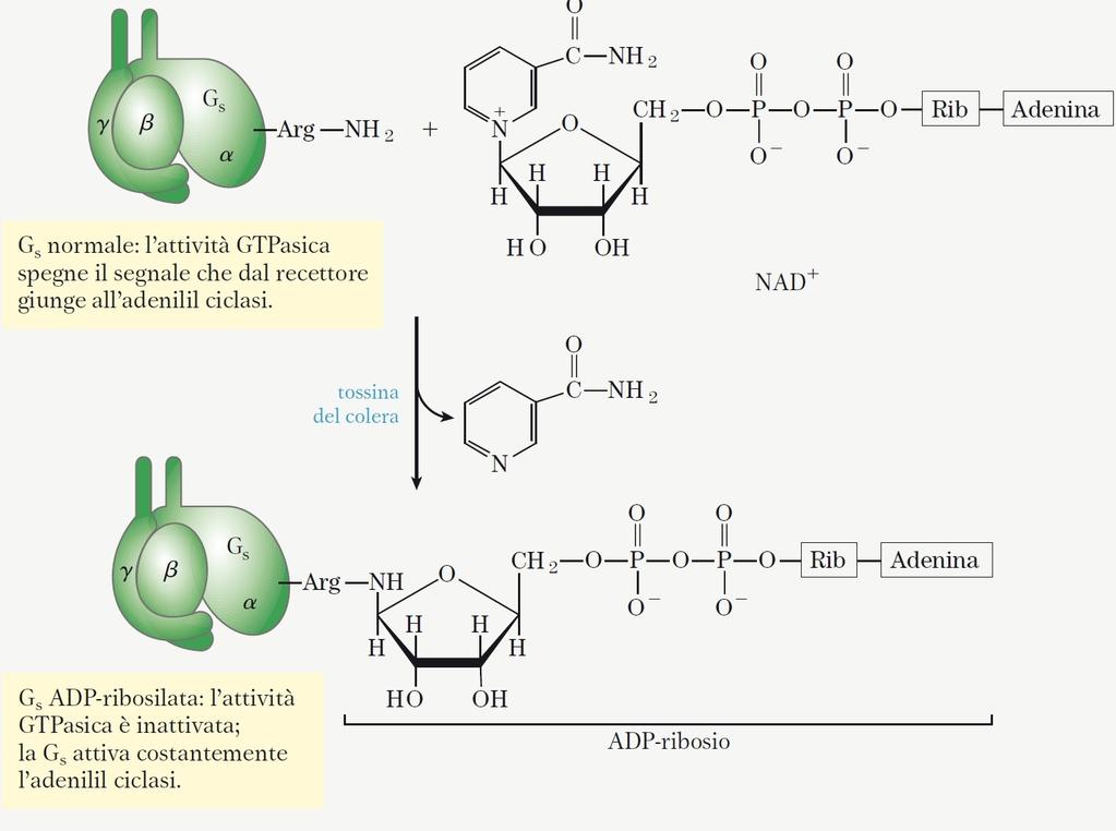 Alcune tossine che causano il colera sono enzimi che alterano la funzione delle proteine G stimolatorie L aggiunta di una molecola di ADP-ribosio alla